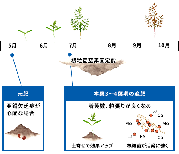 豆類の効果