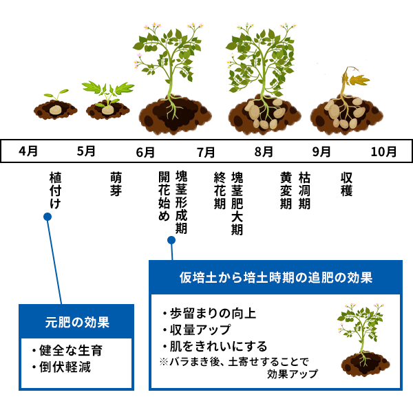 馬鈴薯の効果