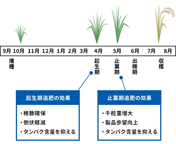 秋播小麦の効果