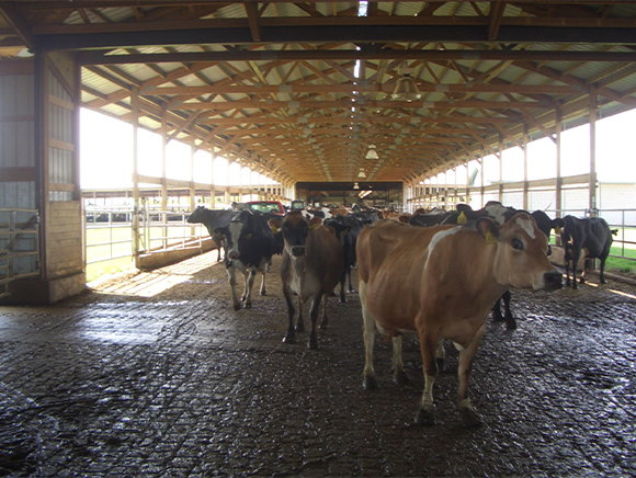 2010年07月　ウィスコンシン州Central Sands Dairy LLSの視察について（後編）
