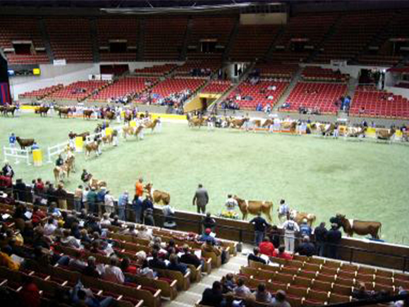 cattle show