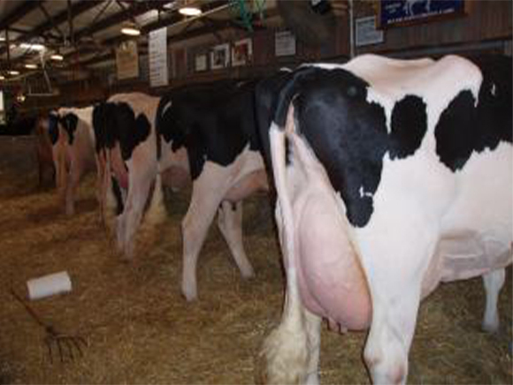 cattle show に出る牛