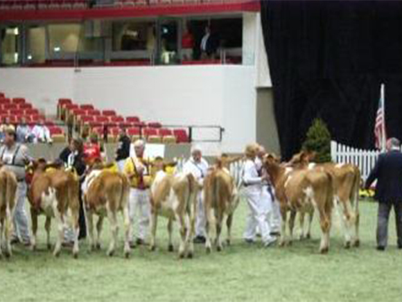 cattle show